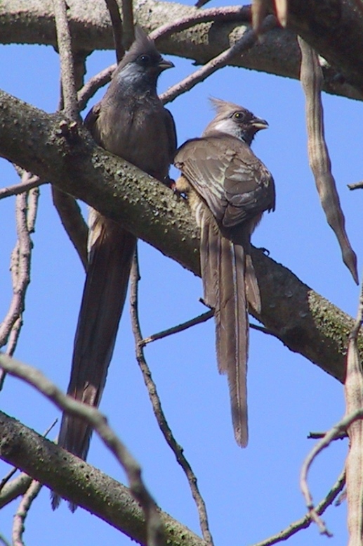 mousebirds